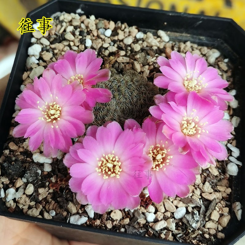 VJ110圆瓣粉白复色沟宝山属仙人球稀有花色包对版