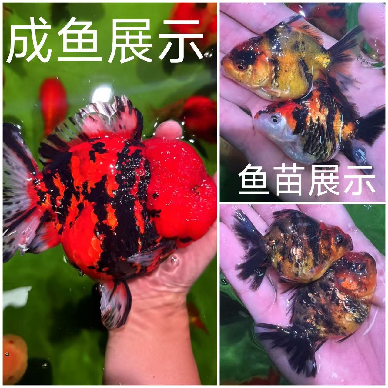 短尾泰狮鎏金高背小型冷水淡水观赏鱼好养易活