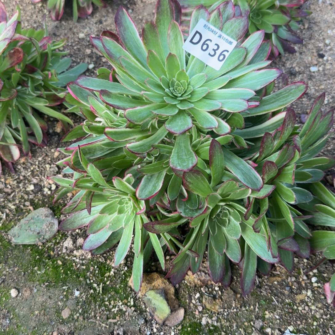 636星黛露。多肉植物