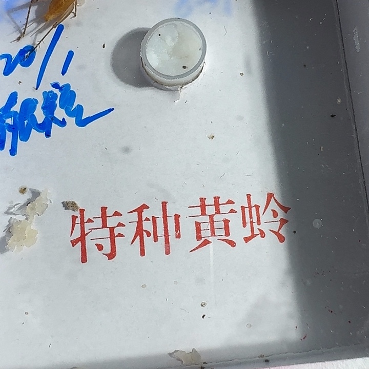 蔻***酱蟋蟀11111111111111