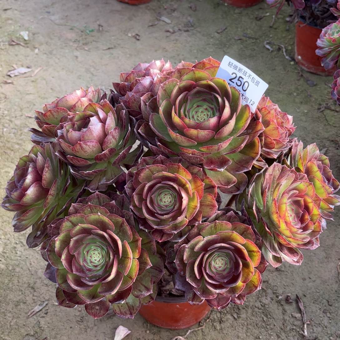 249黑魔多肉植物法师