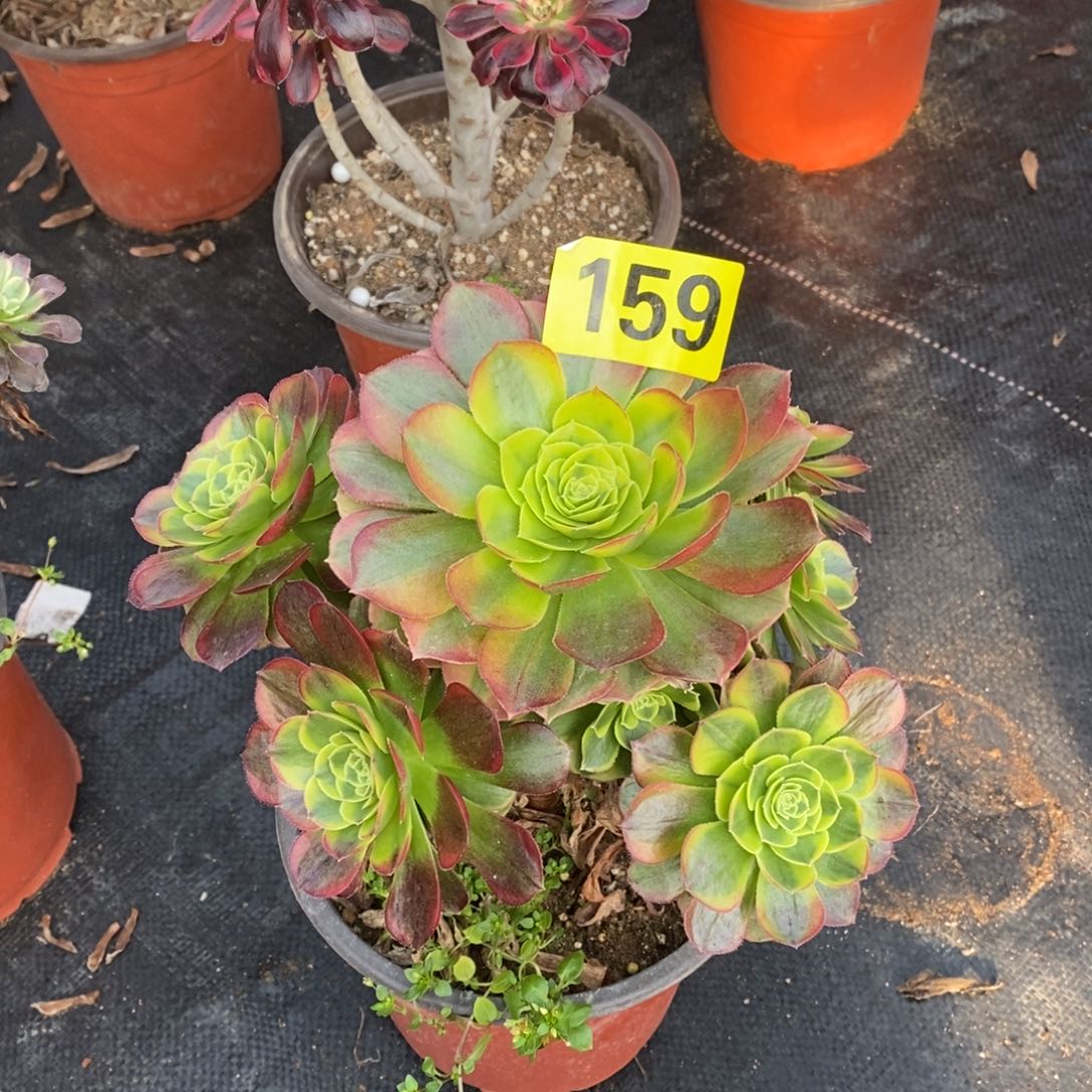 奶白多肉法师159