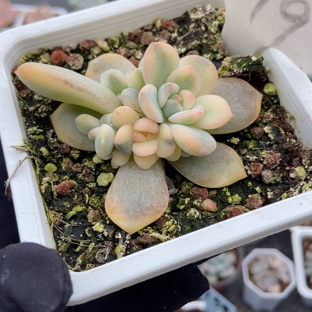 619梦露锦多肉植物