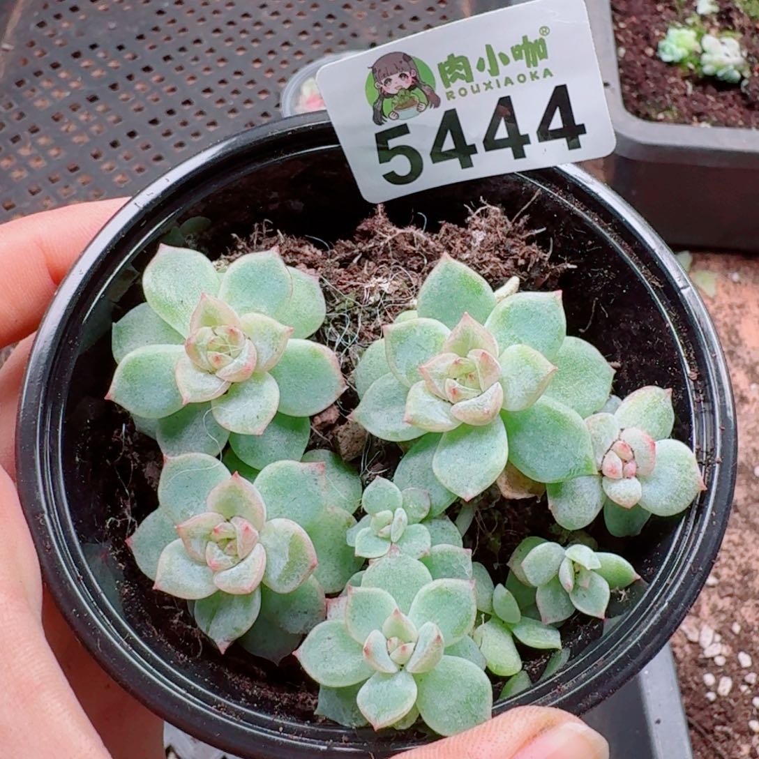 多肉植物多肉植物