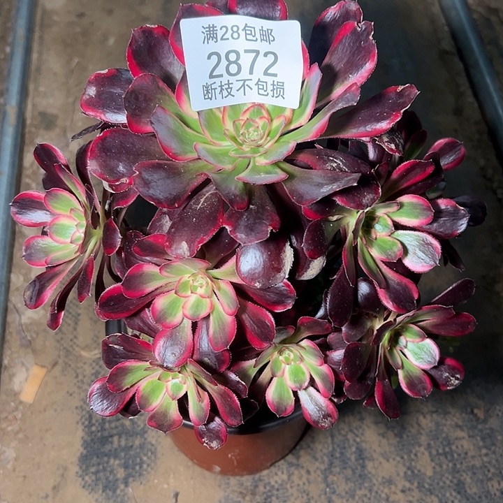 快***懂2872丽娜多肉植物