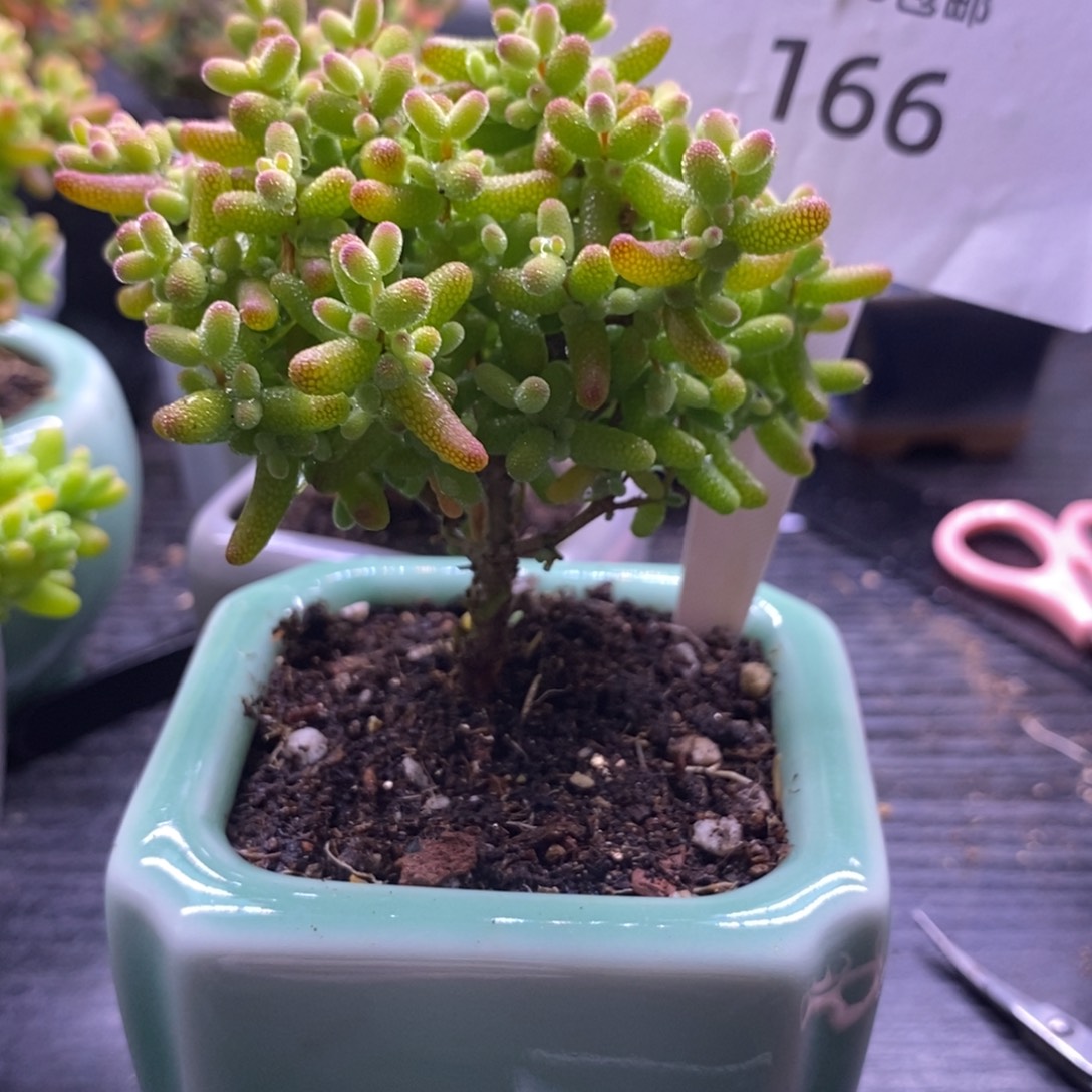 166金橘棒棒糖带盆。       