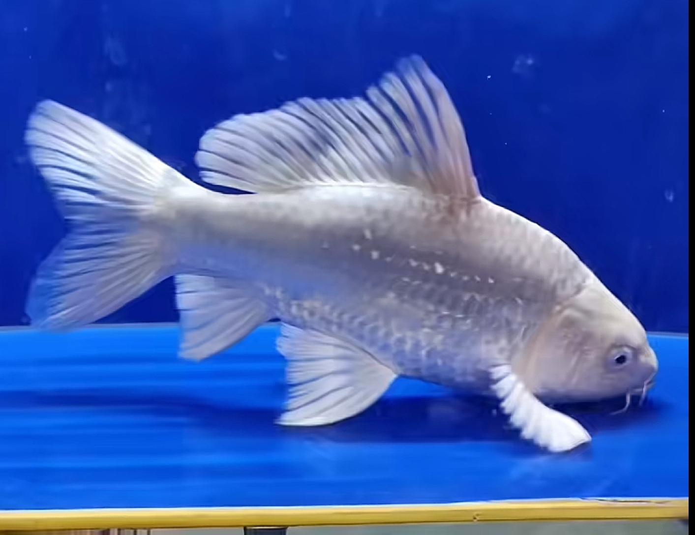 蝴蝶鲤观赏鱼好养耐活厚鳍短尾草金布里斯托