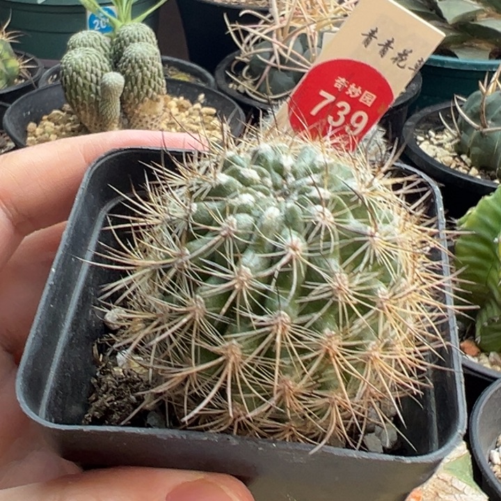 实生黑刺智利球4.5cm