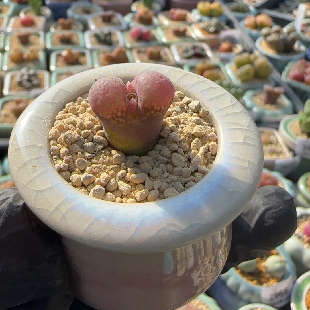 3045-一物一拍 带盆