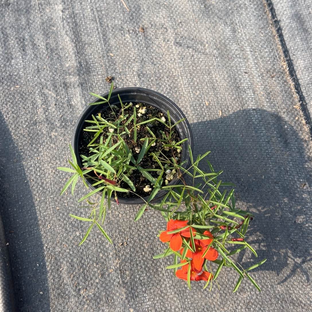 完全开放血红盆栽苗一盆