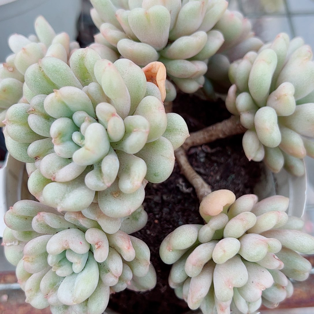 比尔盖茨多头群生精品特价