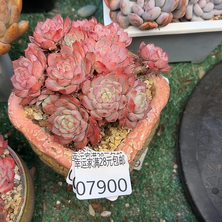 幸运的是我还在努力
