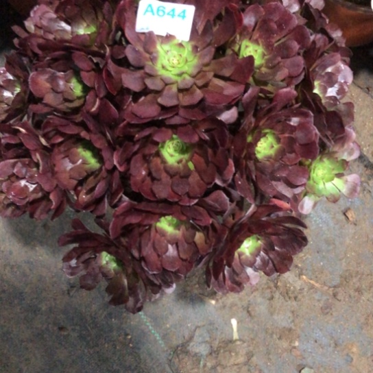 山***淡无花朵紫罗兰法师多肉植物644号