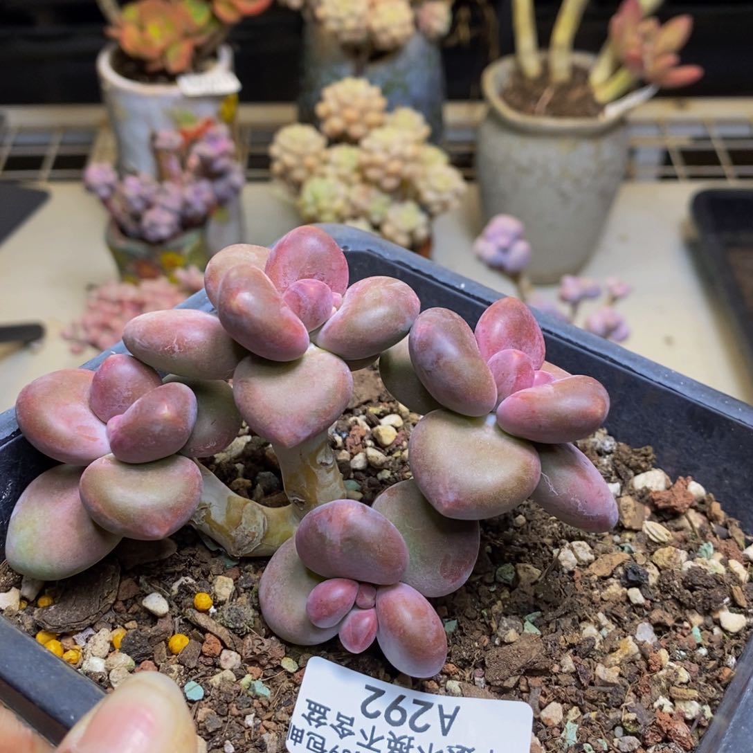 292芒果奶kk奶多肉8c m