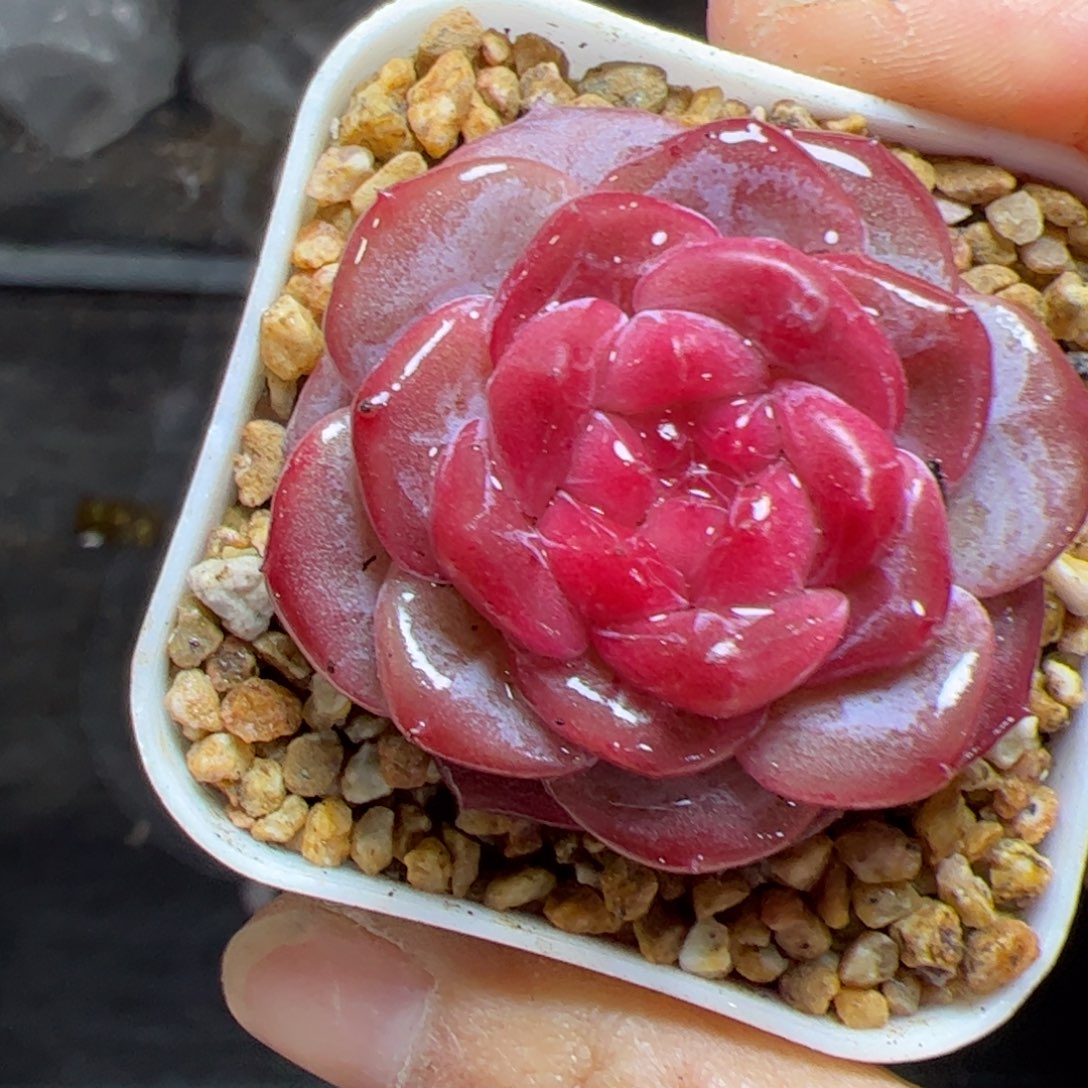 036 满38元包邮一物一拍