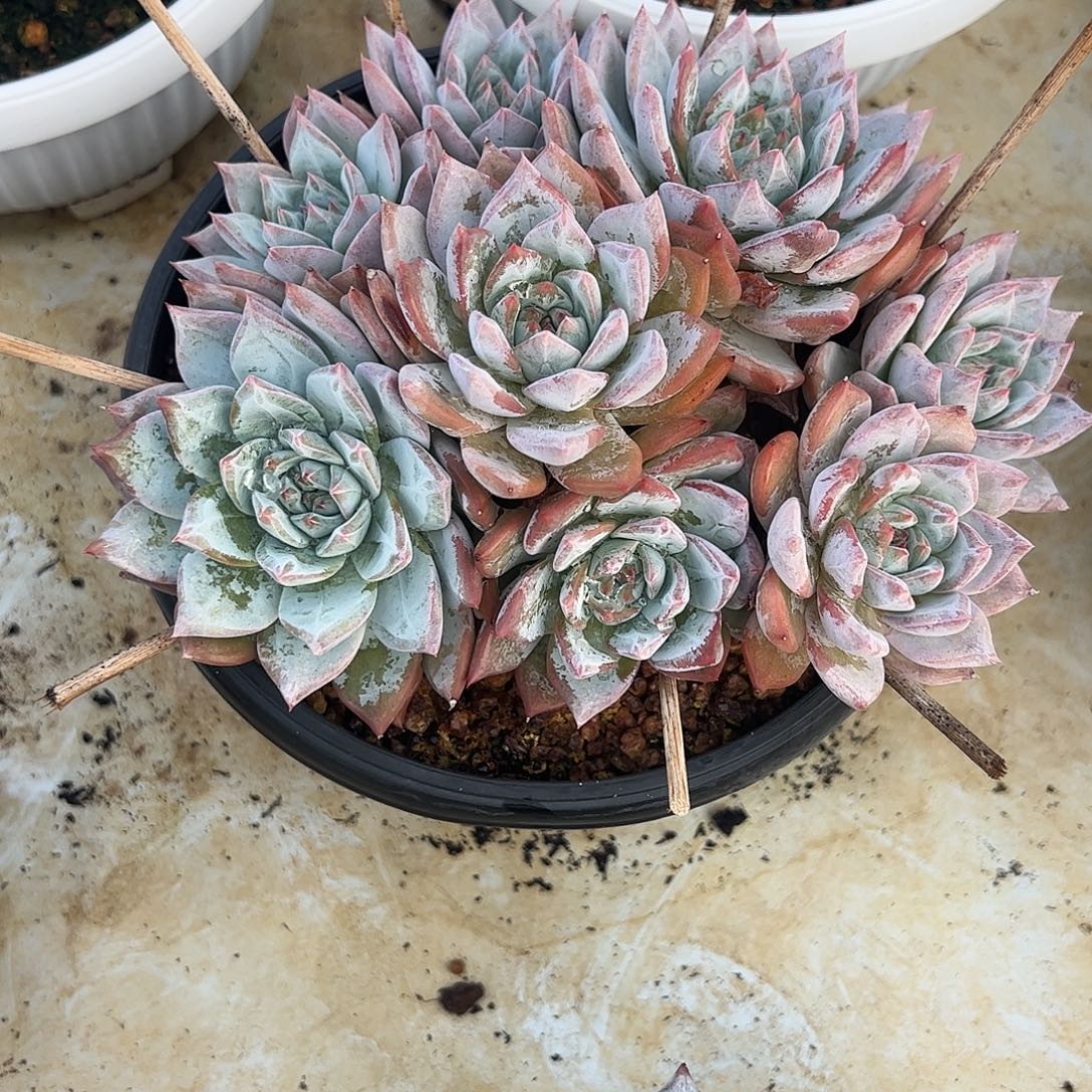 粉蓝鸟捧花多肉植物