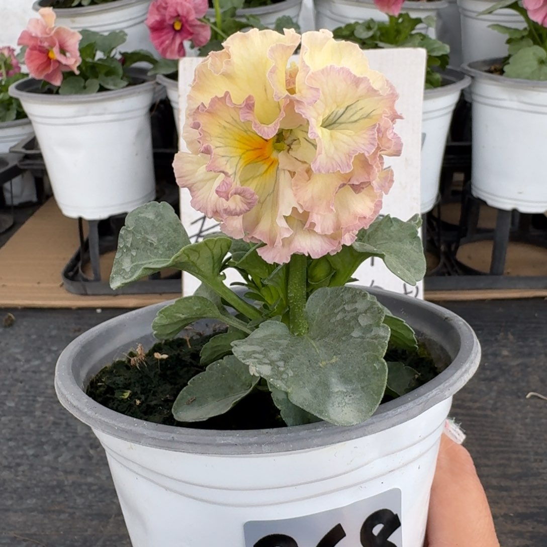 全部花朵268号974