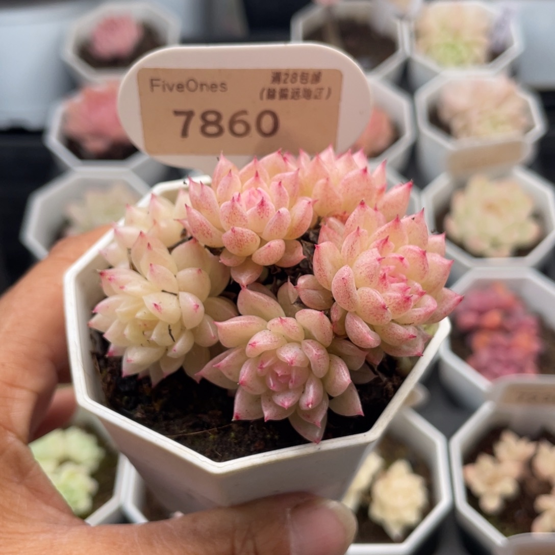 麦秆群7860-6.0厘米