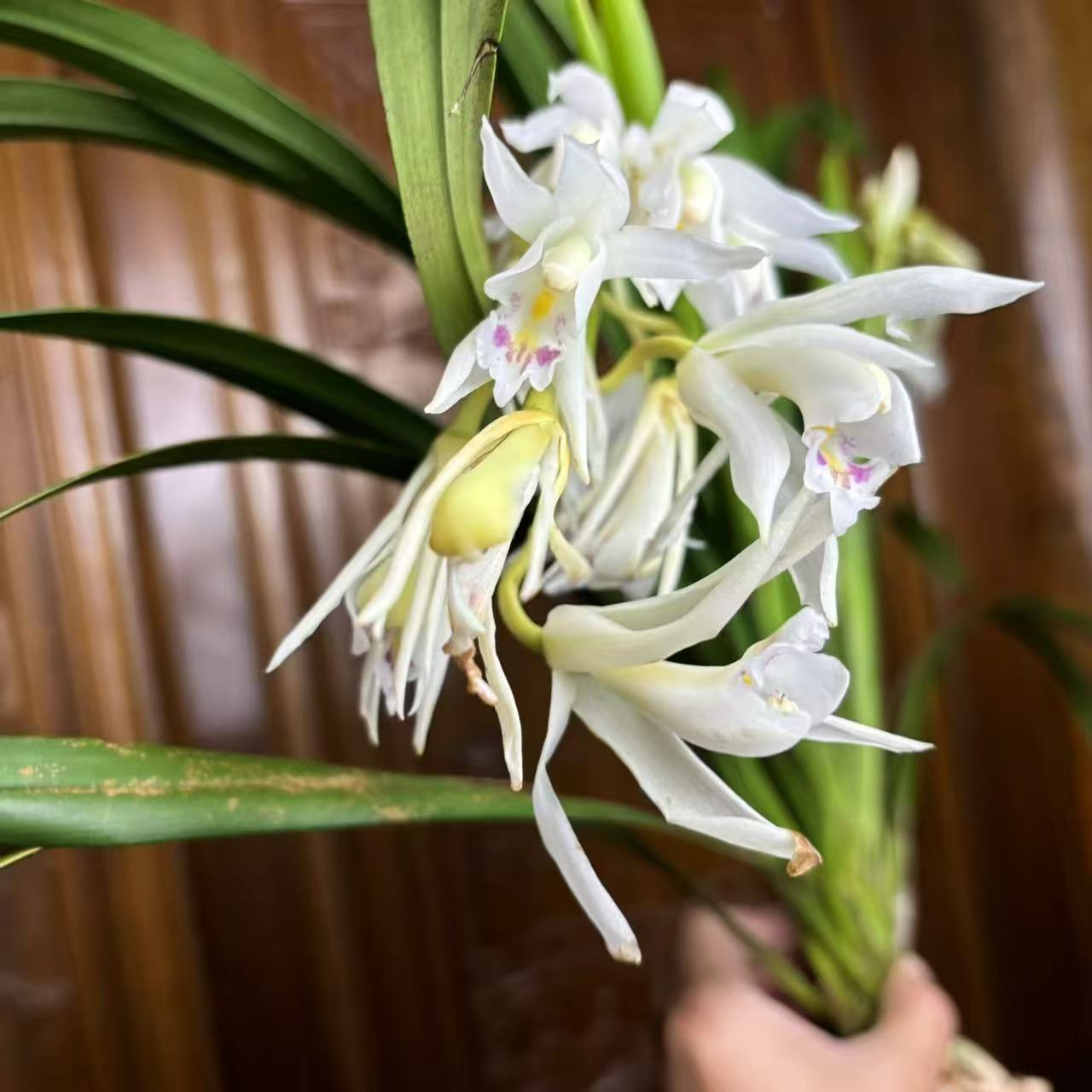 云南花卉绿植（自选链接）兰草好养浓香奇花异草造景好看