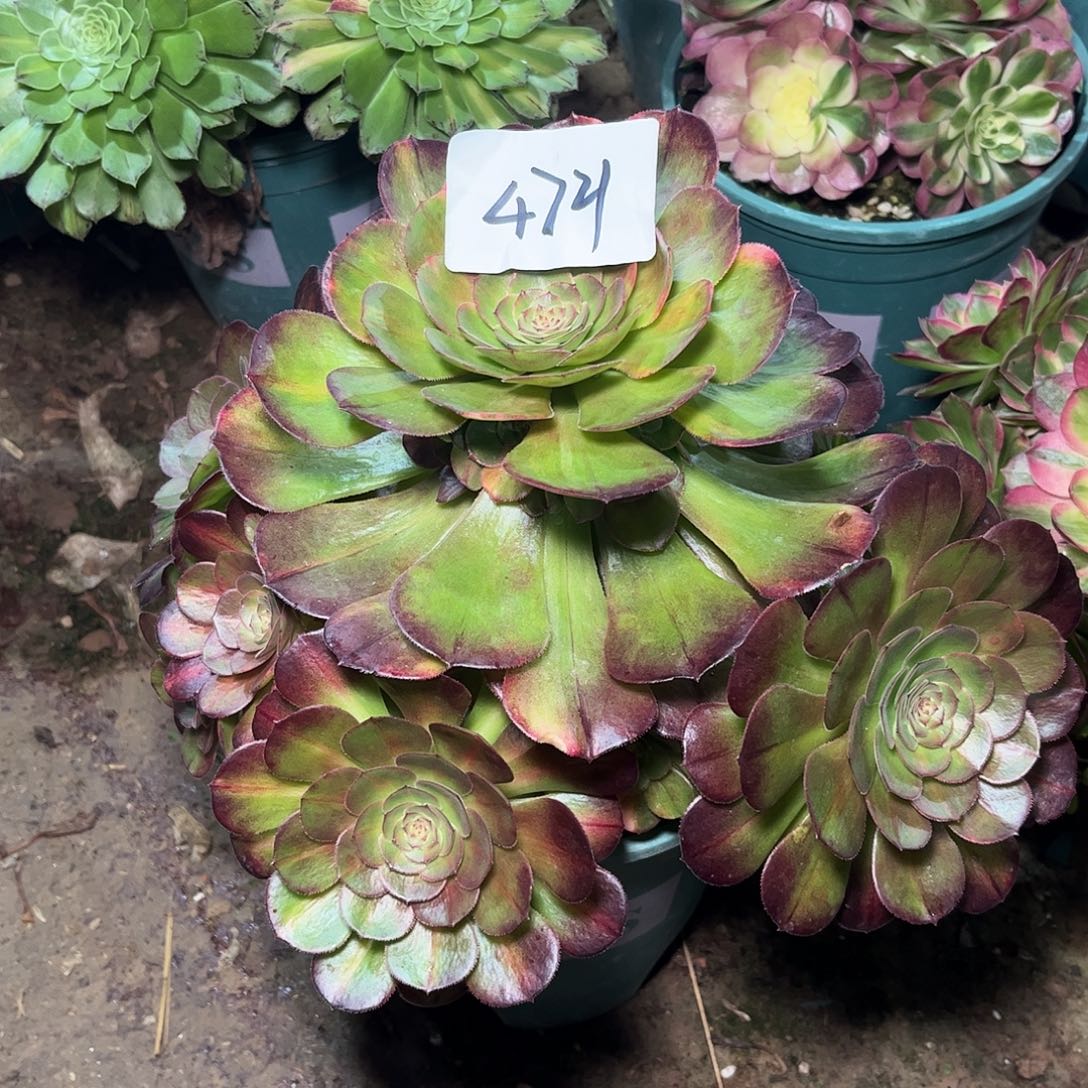 多肉植物万七彩4721