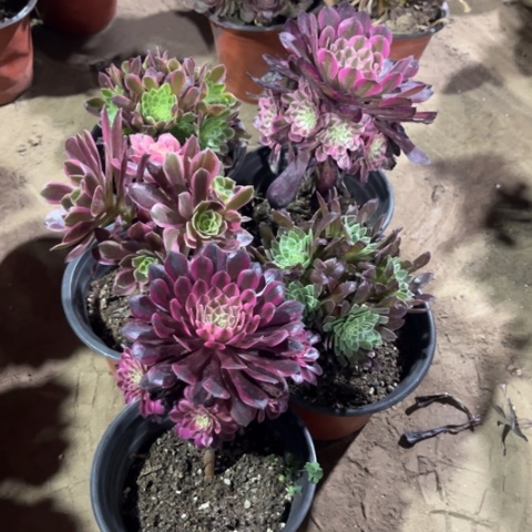 008多肉植物组合