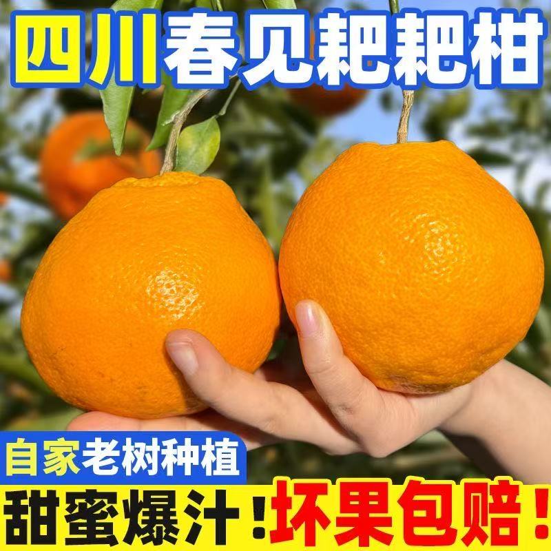 正宗四川春见耙耙柑新鲜水果新鲜采摘爆汁香甜自然成熟老树果S