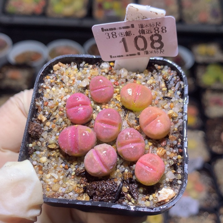 zzz精品生石花108红橄榄