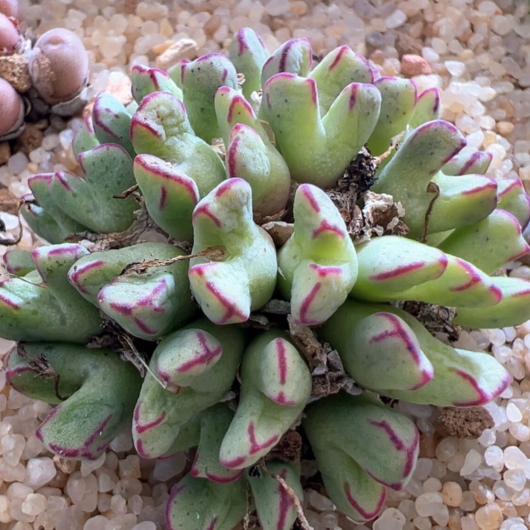 369。青蛙种源大型小T母本群