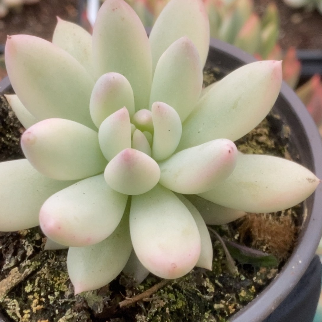 643红蜻蜓锦锦锦锦锦锦