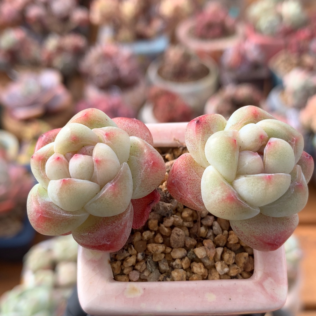 冰玉一物一拍 042