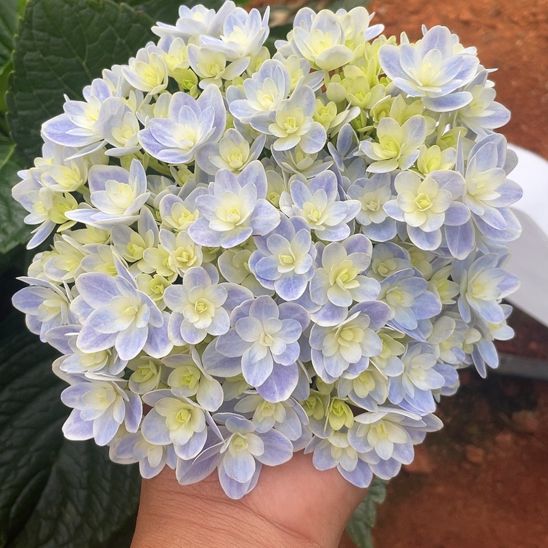 绣球切花一物一拍3枝包邮，15