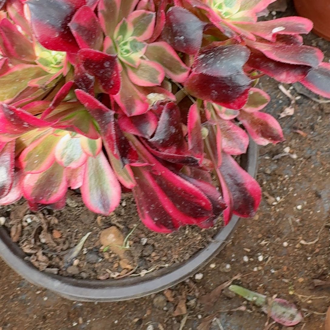 我7353 号多肉法师新年特价