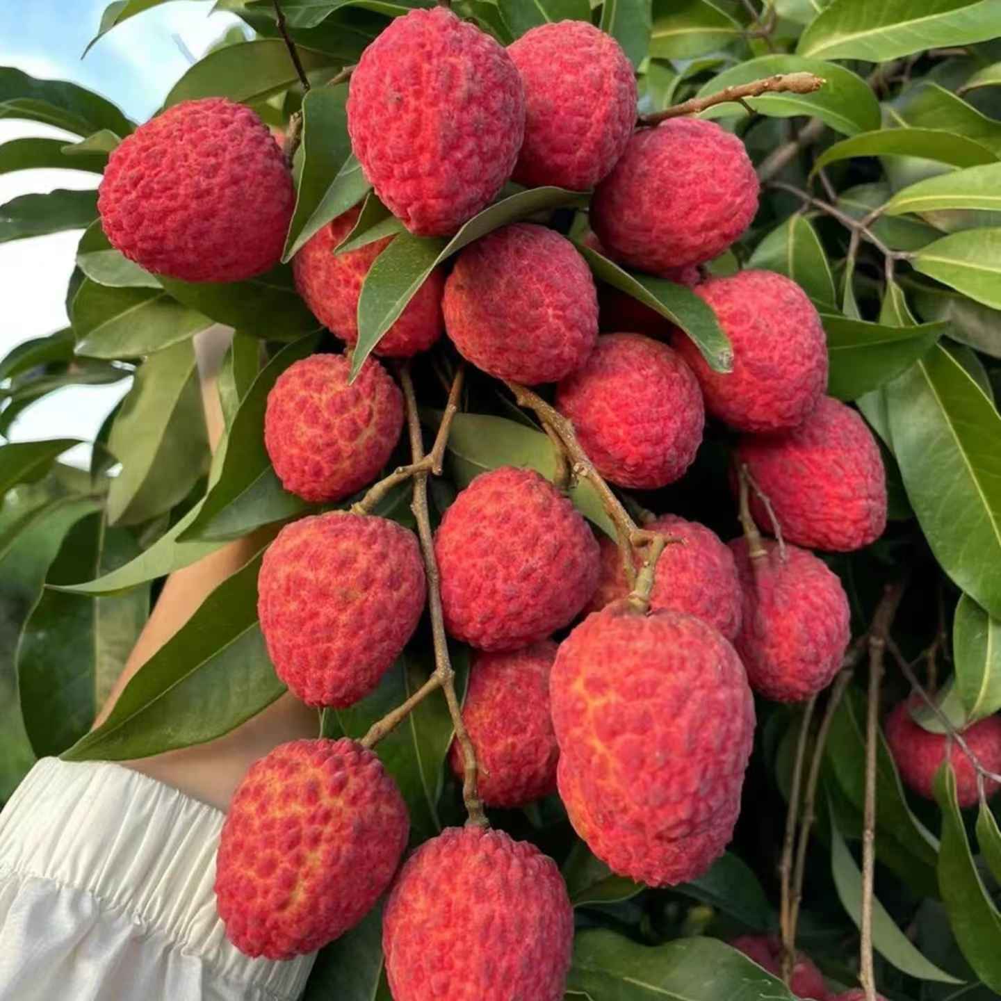 【顺丰冷链】广东老树糯米糍荔枝上市果园现采现发新鲜荔枝