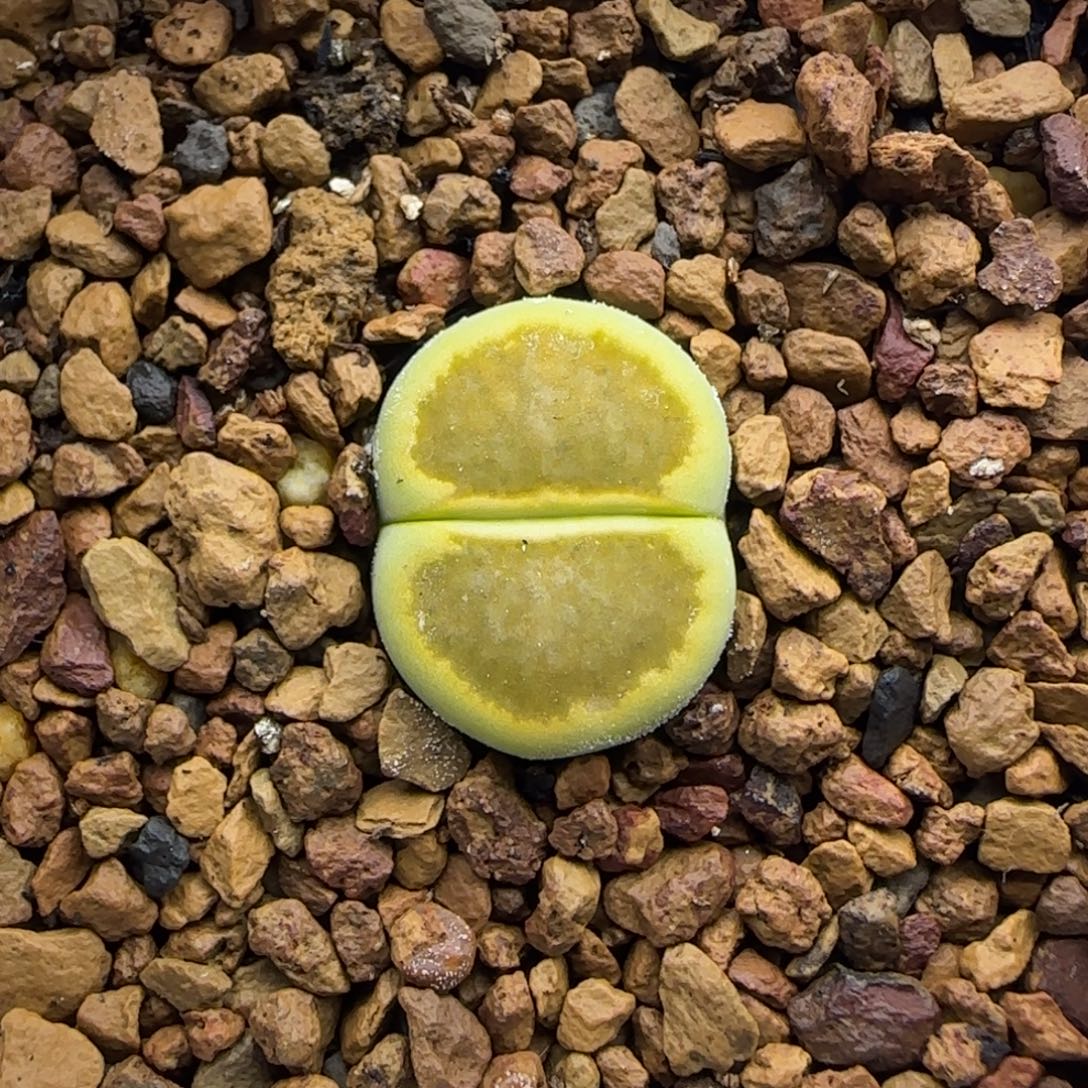 907 生石花大棚直播