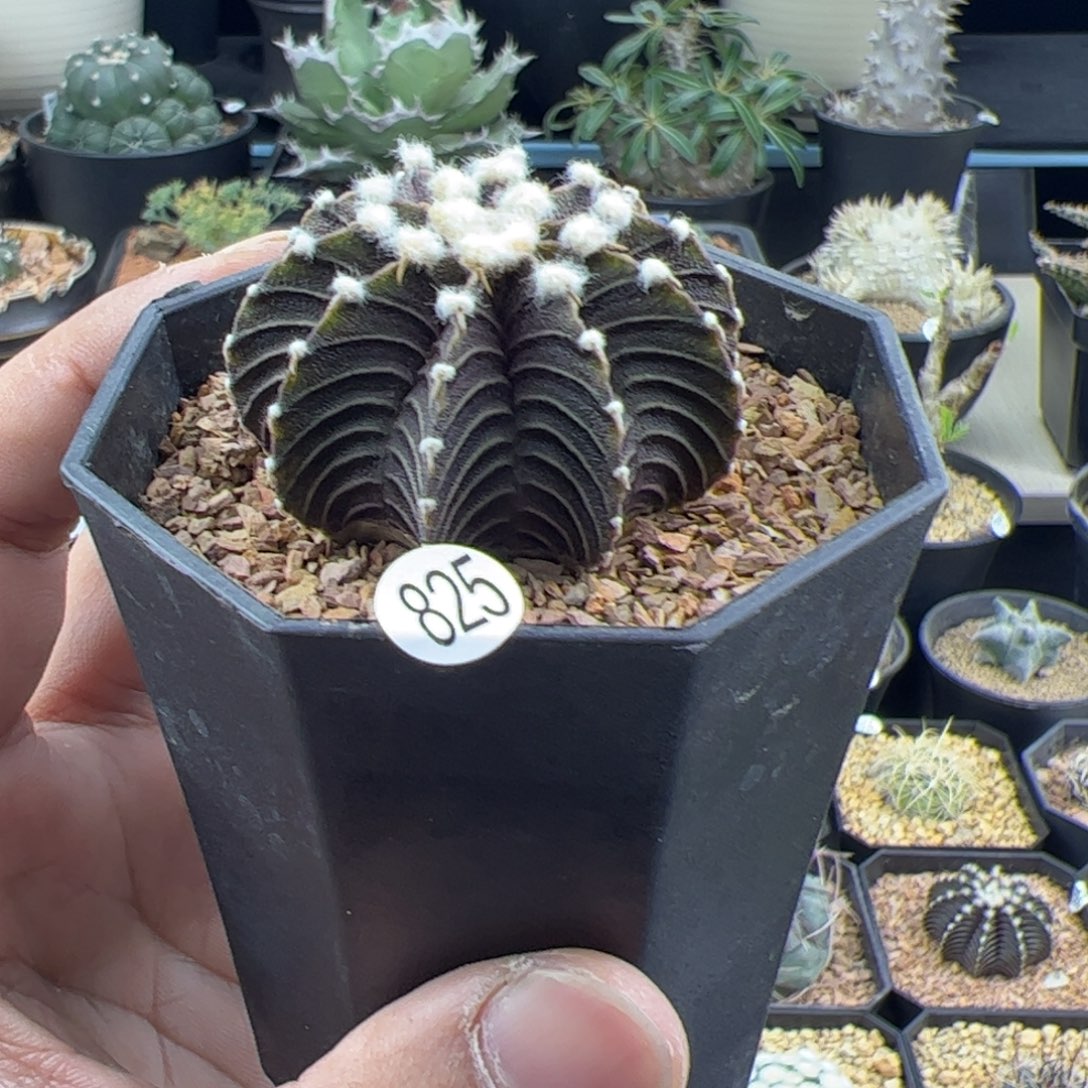 肋骨牡丹4.5一物一拍825