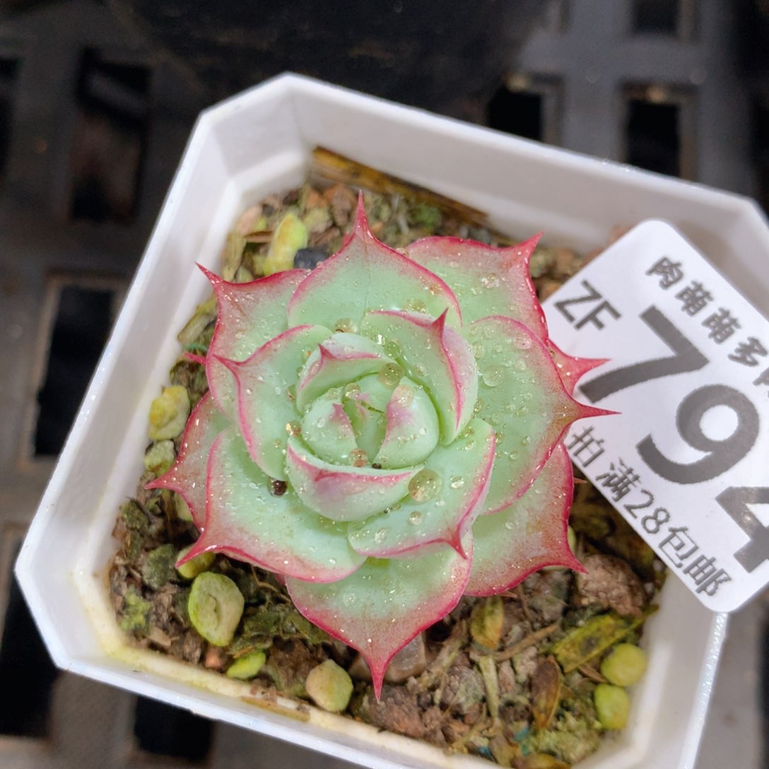 5CM拇指盆精控多肉ZF794