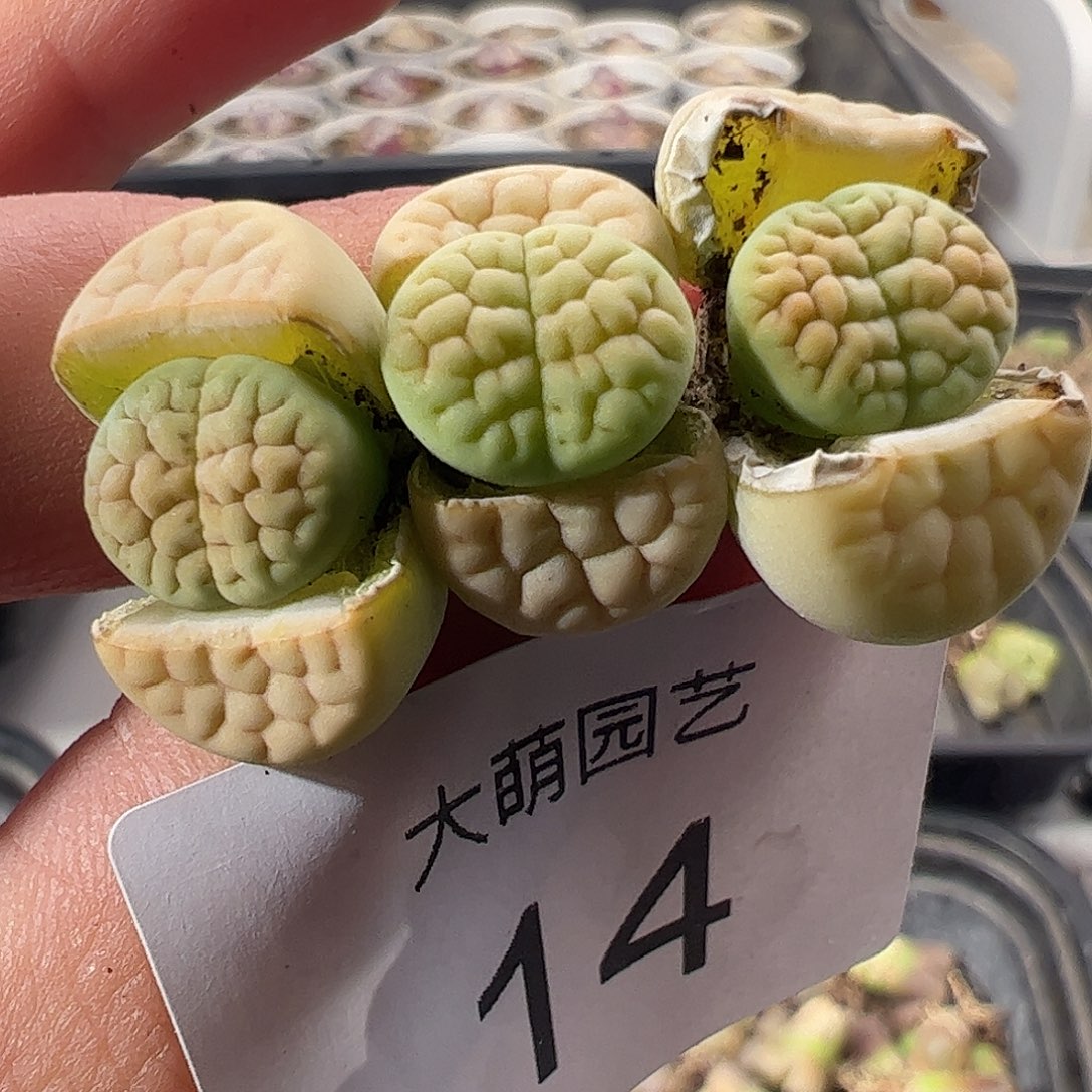 一物一拍。          14