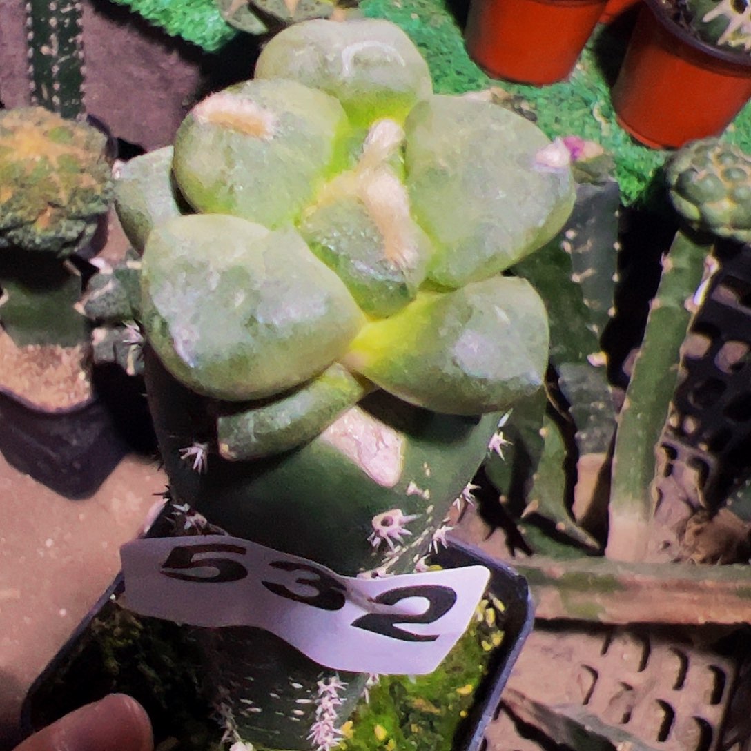 无花朵福利光面连山牡丹532