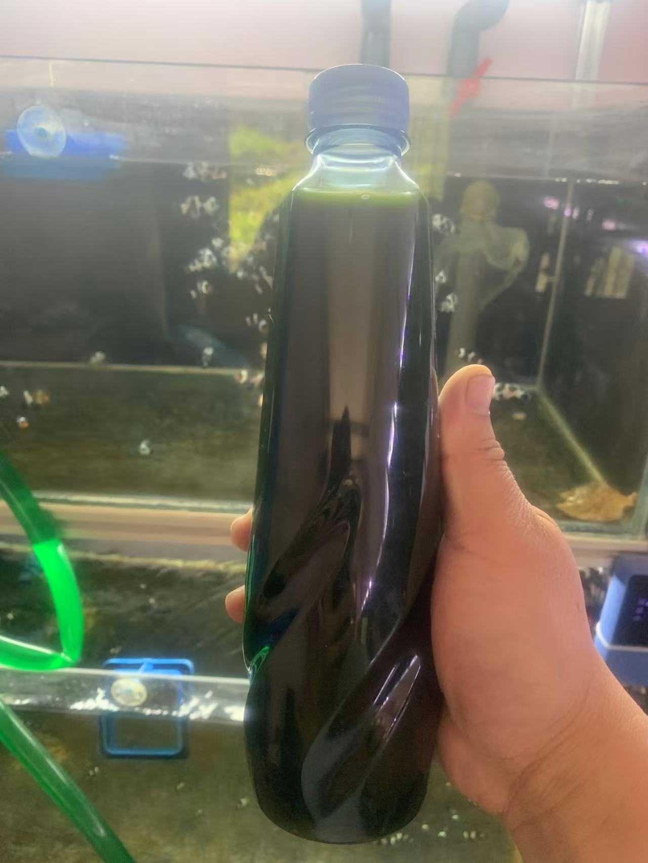 冷冻海水小球藻浓缩小球藻扩培海水轮虫轮虫