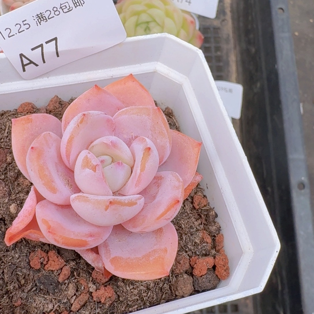 奶茶单头一颗脱土发货