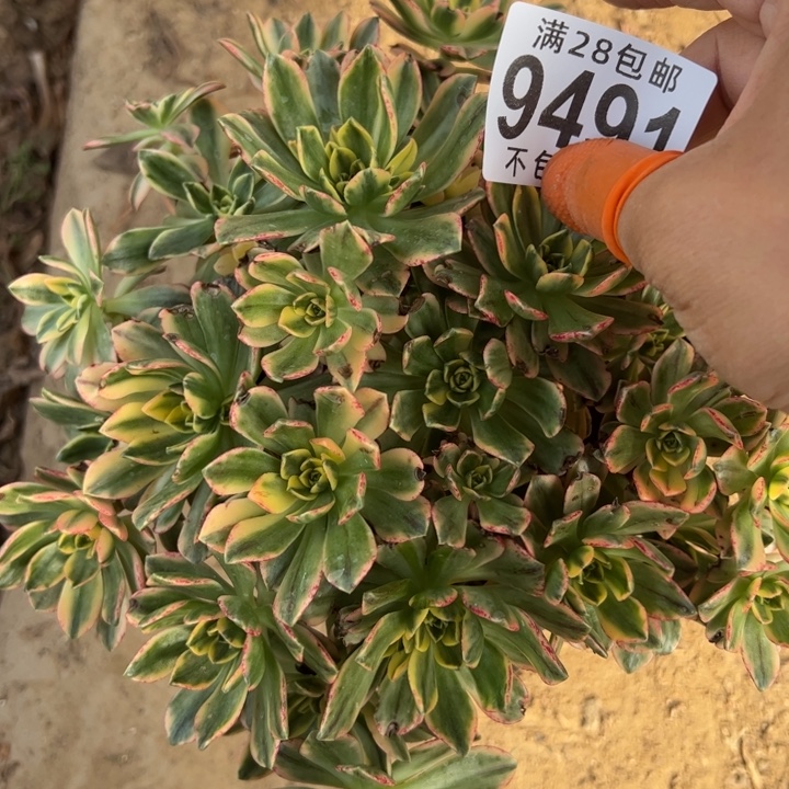 9491甜茶多肉植物法师