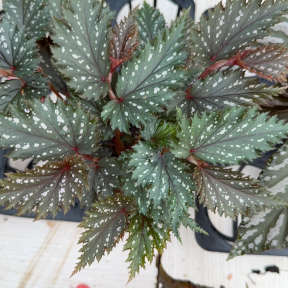 沐华随机鲜花一颗