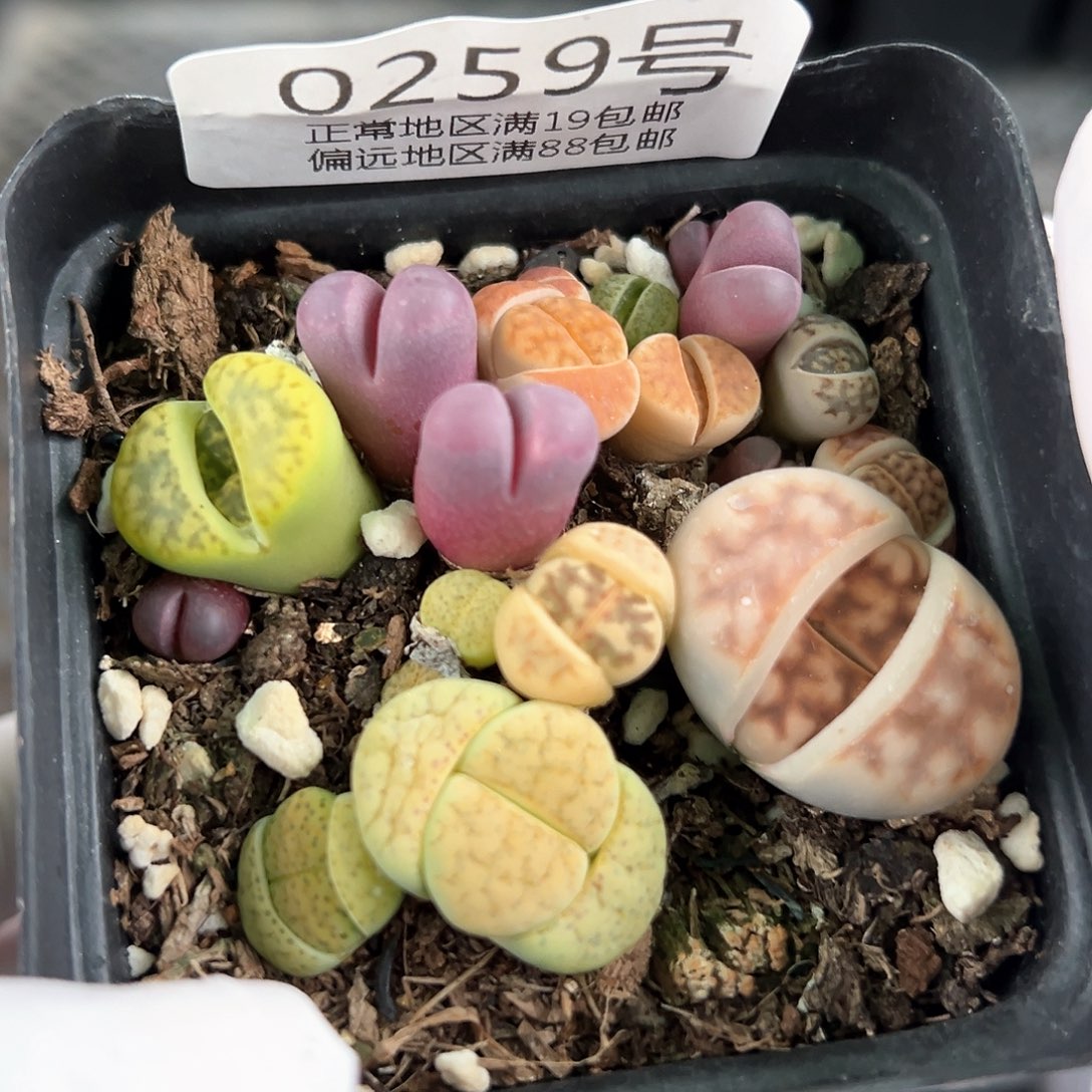 好养易活生石花大母本0259