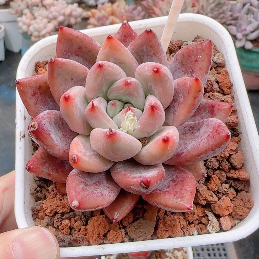 多肉植物8146……………..