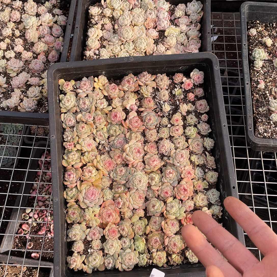 小***器166。 定。                   