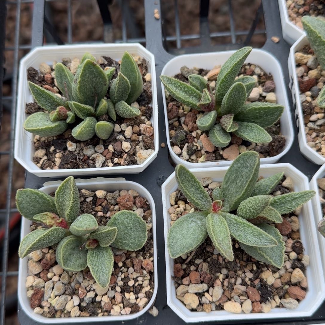 抹茶多肉量拍链接