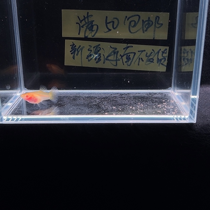 孔雀鱼黄蕾丝白子