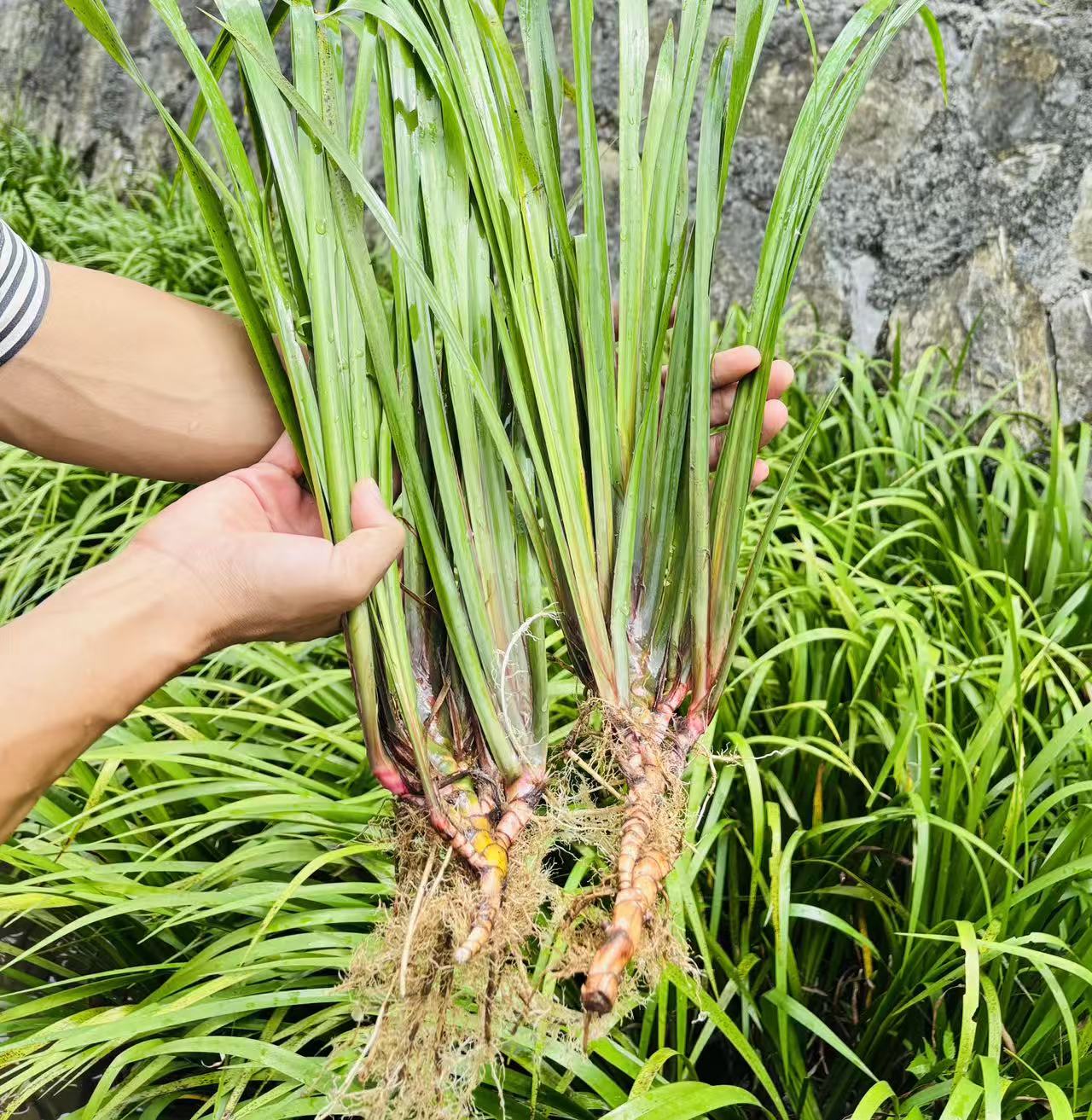 山奈贵州新鲜五香草三奈五香草可盆栽食用去腥草山奈大料正宗正品
