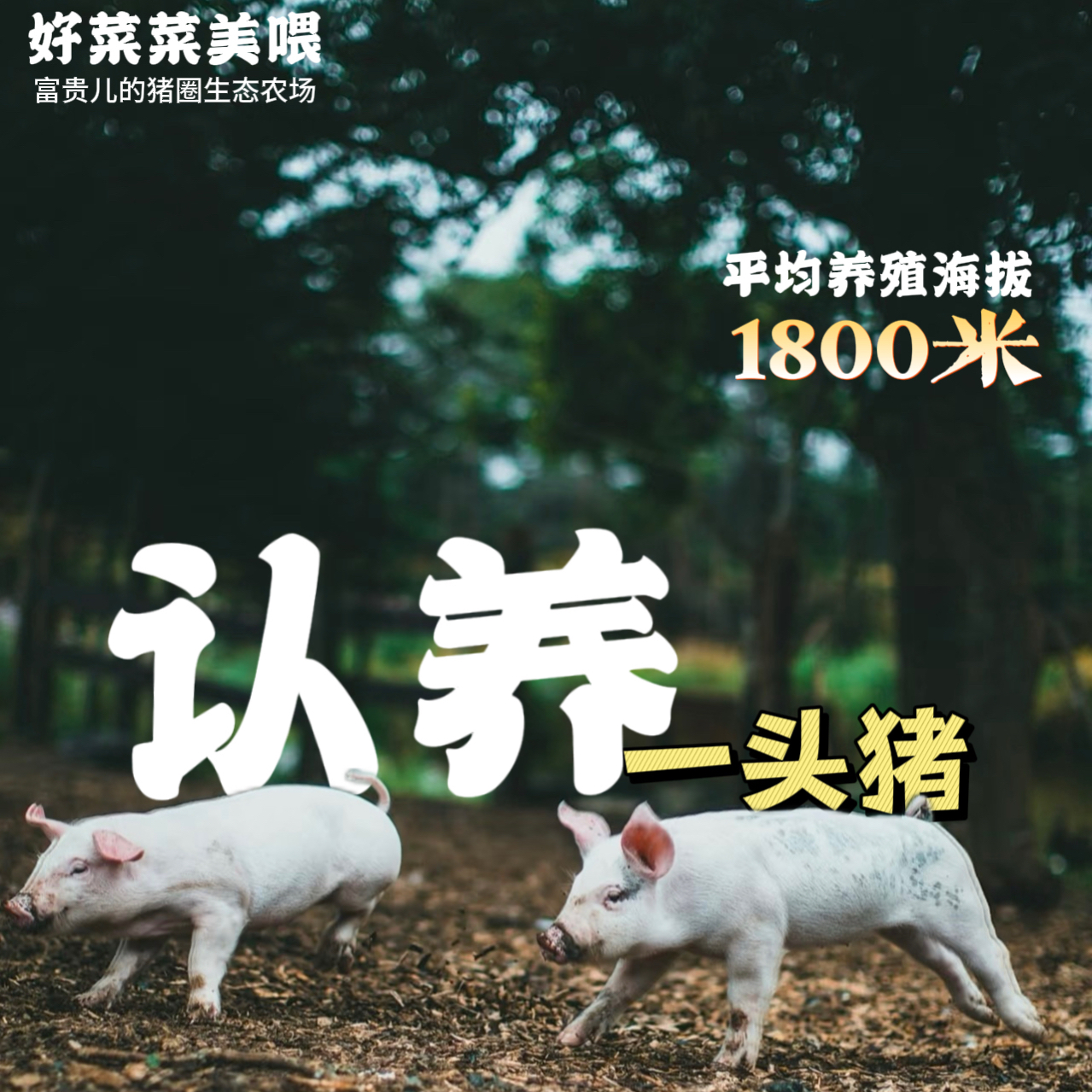 认养一头猪富贵儿给您养200至300斤包邮