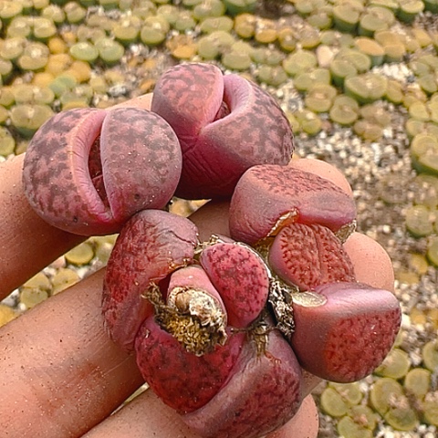 【闪购商品】20010